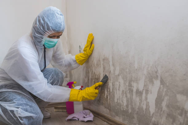 Best Environmental Consulting for Mold Prevention  in Alvarado, TX