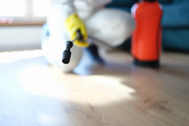 Best Basement Mold Removal  in Alvarado, TX