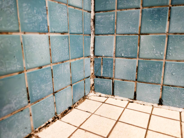 Best Real Estate Mold Inspection  in Alvarado, TX