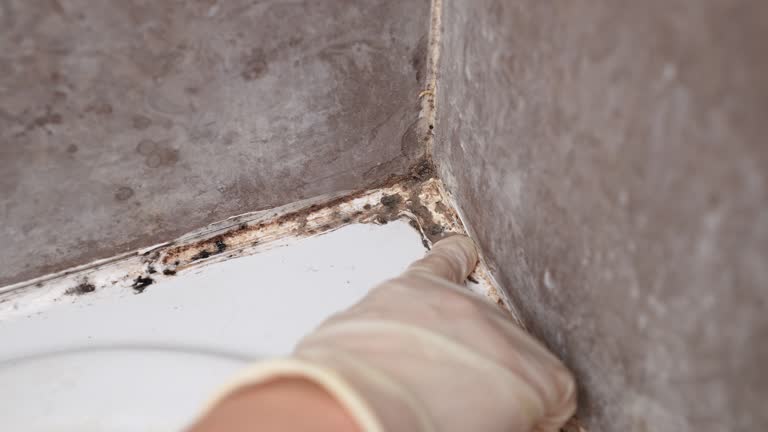 Best Forensic Mold Investigation  in Alvarado, TX